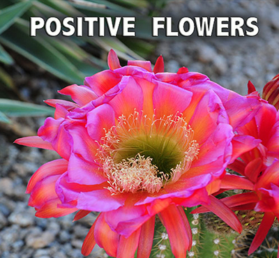 Positive Flowers - Positive Thinking Network - Positive Thinking Doctor - David J. Abbott M.D.
