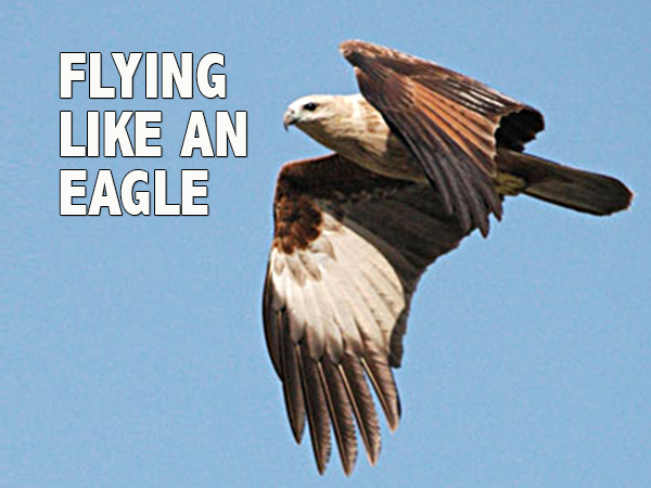 FLYING LIKE AN EAGLE - David J. Abbott M.D.