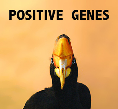 Positive Genes - David J. Abbott M.D.