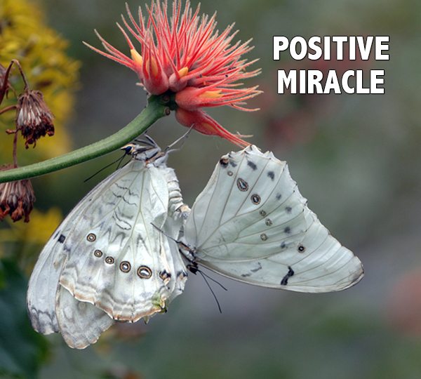 Positive Miracle - David J. Abbott M.D.